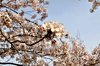 斐川公園の桜