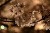 玉造温泉の夜桜