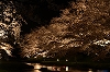 玉造温泉の夜桜