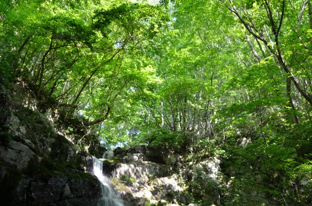 権現滝と新緑のブナ林