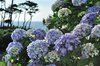 紫陽花と日本海